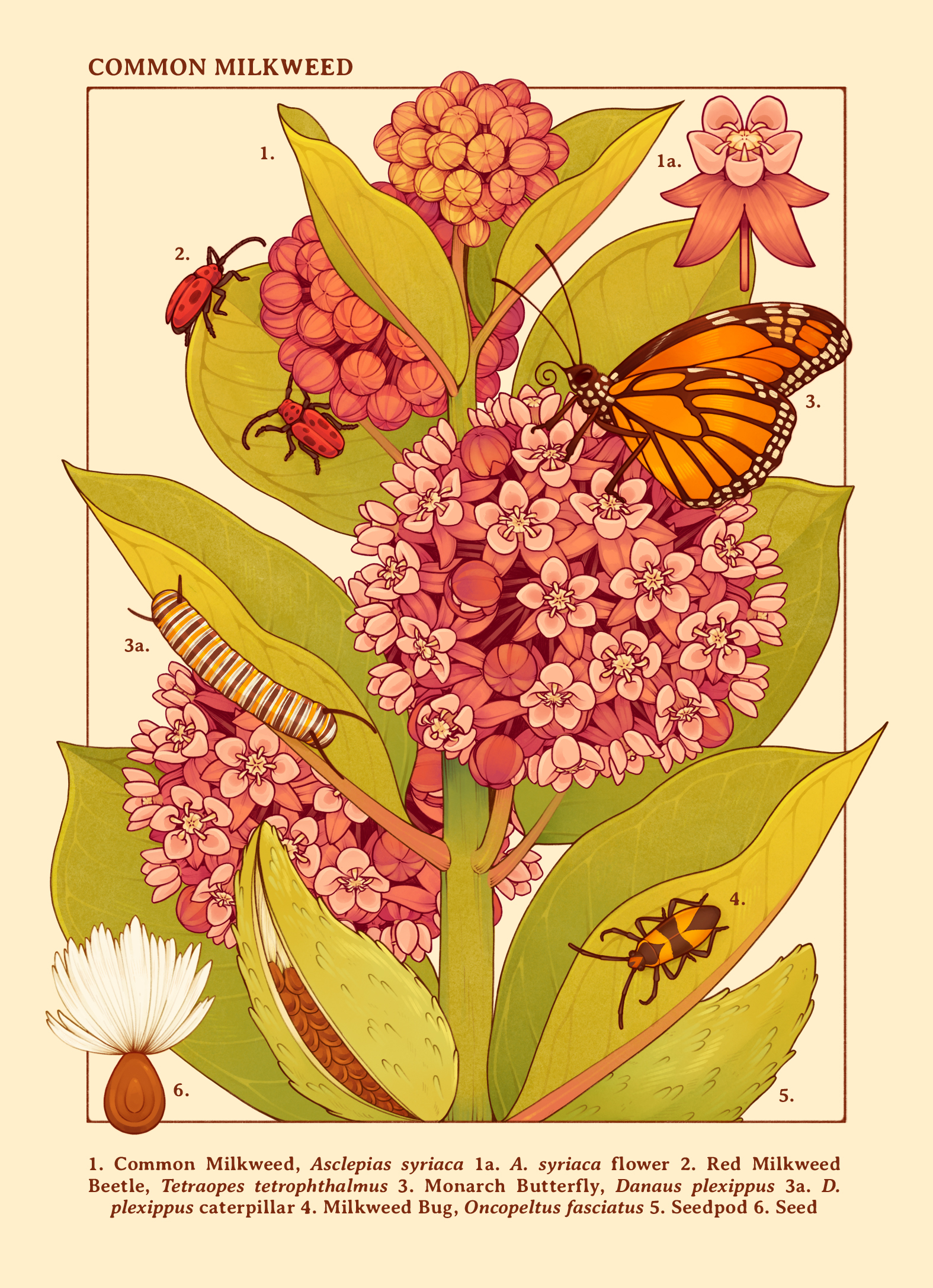 Milkweed