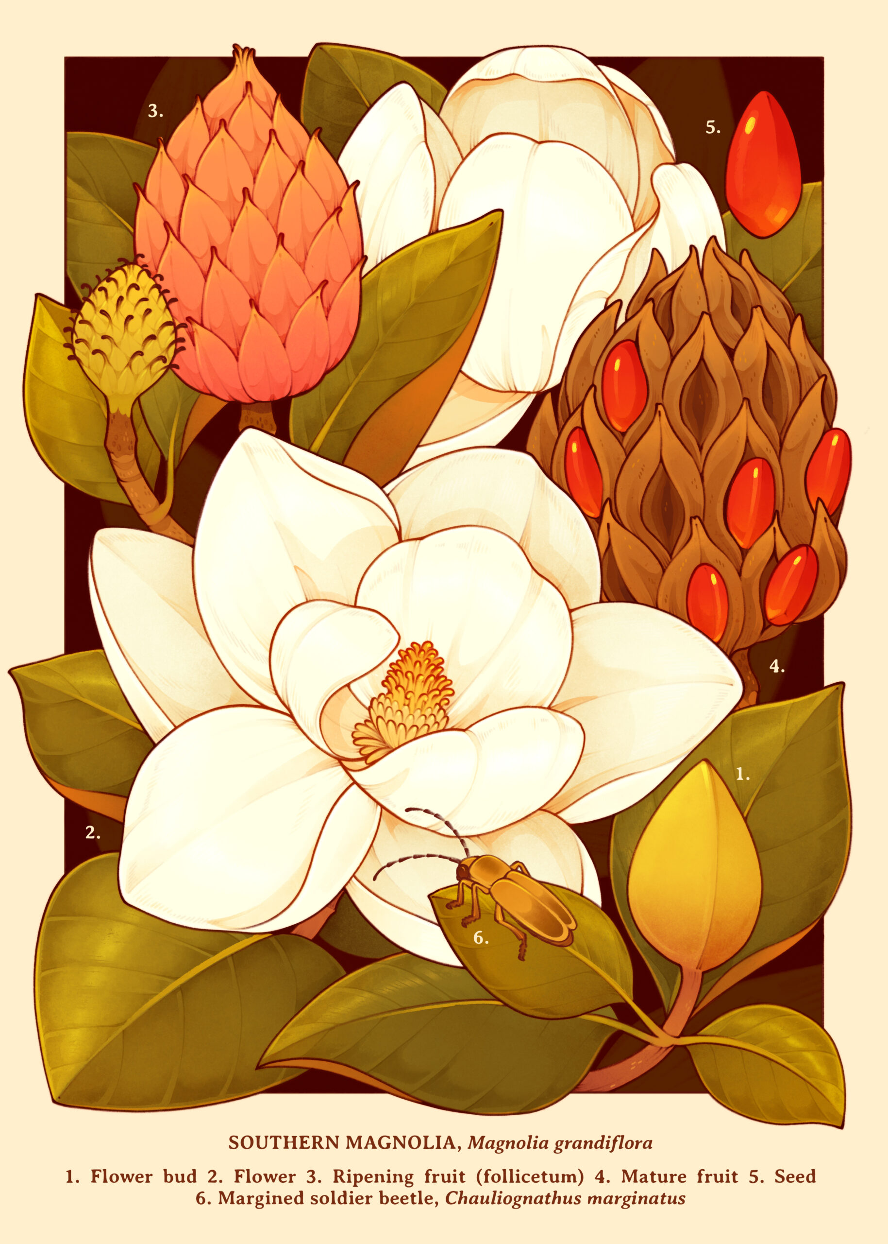 Southern-Magnolia